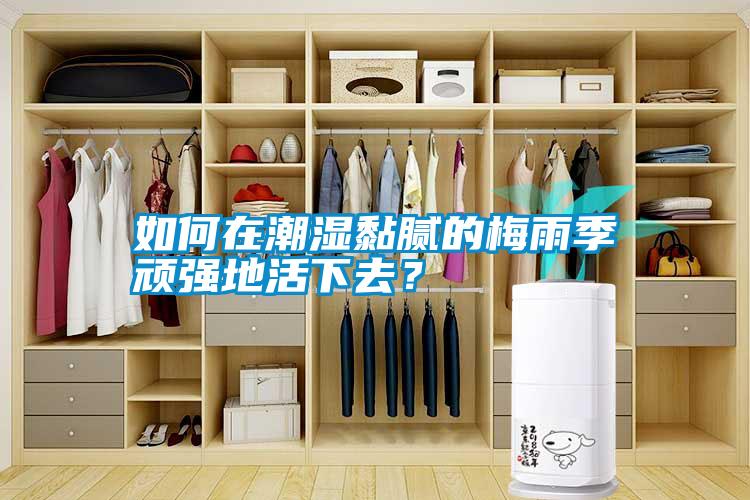 如何在潮濕黏膩的梅雨季頑強地活下去？
