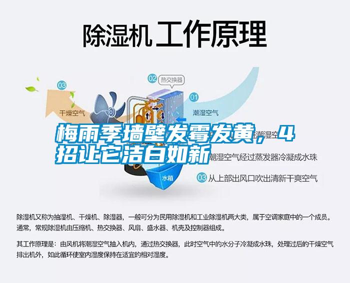 梅雨季墻壁發霉發黃，4招讓它潔白如新