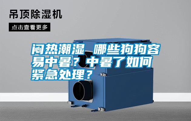 悶熱潮濕 哪些狗狗容易中暑？中暑了如何緊急處理？