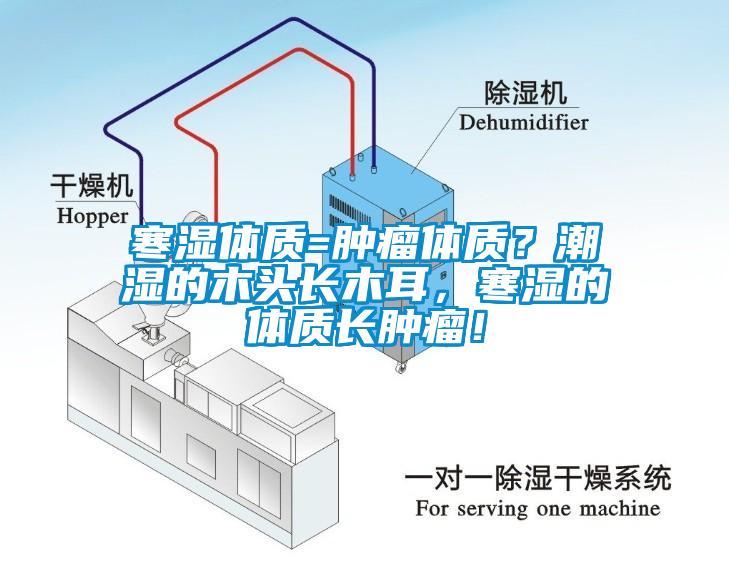 寒濕體質(zhì)=腫瘤體質(zhì)？潮濕的木頭長木耳，寒濕的體質(zhì)長腫瘤！