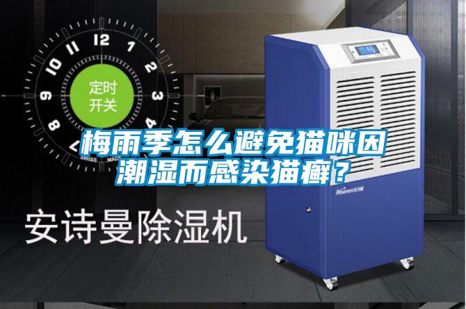 梅雨季怎么避免貓咪因潮濕而感染貓癬？