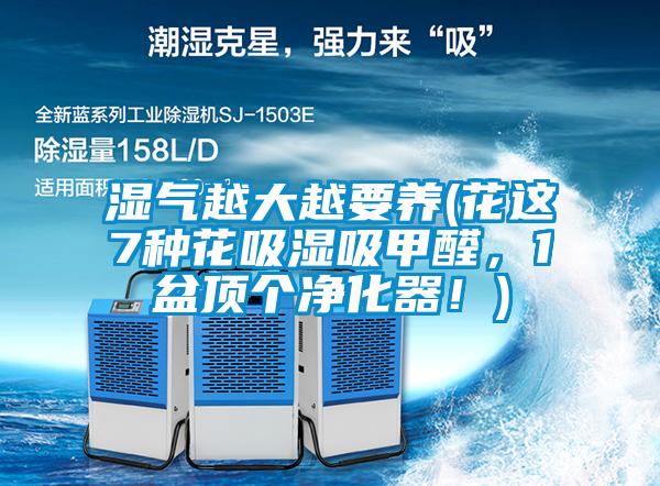 濕氣越大越要養(yǎng)(花這7種花吸濕吸甲醛，1盆頂個凈化器！)