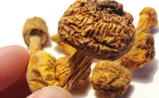 巴西菇、姬松茸烘干機-怎樣烘干色澤好且菇體褶片完整？